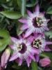 Passion Flower Extract 2% 3% 4% Flavone (UV) 